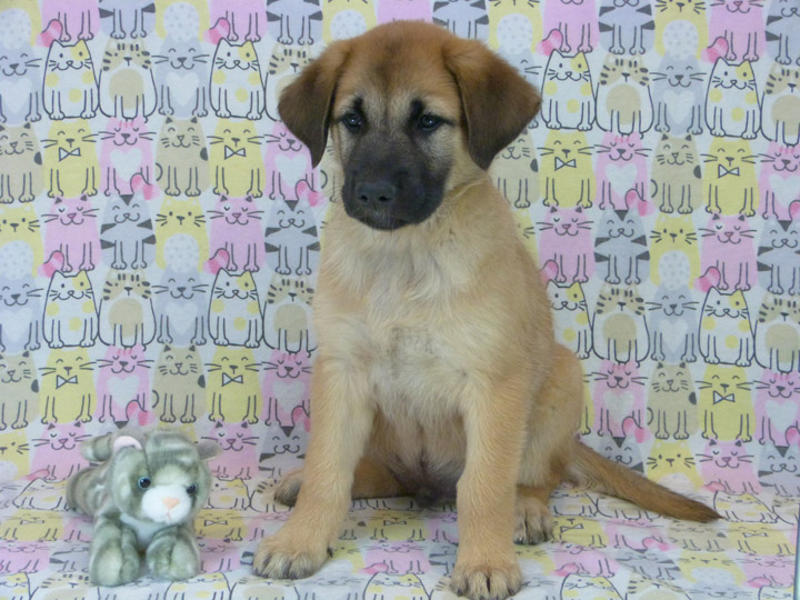 chinook puppy